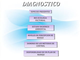 ESPECIES PRESENTESESPECIES PRESENTES
BIO-ECOLOGIA
VECTORIAL
BIO-ECOLOGIA
VECTORIAL
ESTADO HIGIENICO
AMBIENTAL
ESTADO HIGIENICO
AMBIENTAL
NIVELES DE PERCEPCION DE
RIESGO
NIVELES DE PERCEPCION DE
RIESGO
DOMINIO DE LOS METODOS DE
CONTROL
DOMINIO DE LOS METODOS DE
CONTROL
DISPONIBILIDAD DE UN PLAN DE
MANEJO
DISPONIBILIDAD DE UN PLAN DE
MANEJO
DIAGNOSTICODIAGNOSTICO
 