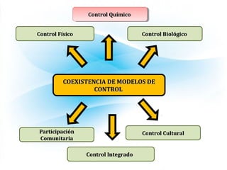 Control FísicoControl Físico
ParticipaciónParticipación
ComunitariaComunitaria
Control BiológicoControl Biológico
COEXISTENCIA DE MODELOS DECOEXISTENCIA DE MODELOS DE
CONTROLCONTROL
Control QuímicoControl QuímicoControl QuímicoControl Químico
Control IntegradoControl Integrado
Control CulturalControl Cultural
 