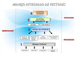 CONTROL
QUIMICO
CONTROL
QUIMICO
Manejo CulturalManejo Cultural
Capacitación Información
Residuales
sólidos y
líquidos
Manejo de
depósitos
Áreas adyacentes
a la empresa
Cursos
Superficiales
NATURAL
Comunicació
n
Exigencia
Sanitaria
PARA MANEJO
Manejo del ambienteManejo del ambiente
CONTROL
BIOLOGICO
CONTROL
BIOLOGICO
PREVENCIONPREVENCION
APLICACIONAPLICACION
OBSERVACIONOBSERVACION
MANEJO INTEGRADO DE VECTORESMANEJO INTEGRADO DE VECTORES
44
33
11
22
 
