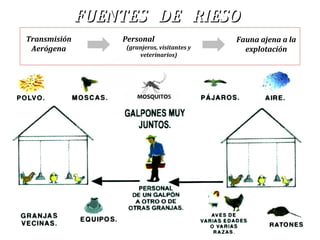 FUENTES DE RIESOFUENTES DE RIESO
Transmisión
Aerógena
Personal
(granjeros, visitantes y
veterinarios)
Fauna ajena a la
explotación
 