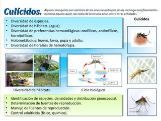 Culícidos.Culícidos.
• Diversidad de especies.
• Diversidad de hábitats (agua).
• Diversidad de preferencias hematofágicas: zoofilicos, androfílicos,
hornitofílicos.
• Holometábolos: huevo, larva, pupa y adulto.
• Diversidad de horarios de hematofagia.
• Diversidad de especies.
• Diversidad de hábitats (agua).
• Diversidad de preferencias hematofágicas: zoofilicos, androfílicos,
hornitofílicos.
• Holometábolos: huevo, larva, pupa y adulto.
• Diversidad de horarios de hematofagia.
• Identificación de especies, densidades y distribución geoespacial.
• Determinación de fuentes de reproducción.
• Manejo de fuentes de reproducción.
• Control adulticida (físico, químico).
• Identificación de especies, densidades y distribución geoespacial.
• Determinación de fuentes de reproducción.
• Manejo de fuentes de reproducción.
• Control adulticida (físico, químico).
CulícidosCulícidos
Ciclo biológicoDiversidad de hábitats.
Algunos mosquitos son vectores de los virus neurotropos de las meningo-encefalomielitis-
humano-equino-aviar, así como de la viruela aviar, entre otras entidades.
 