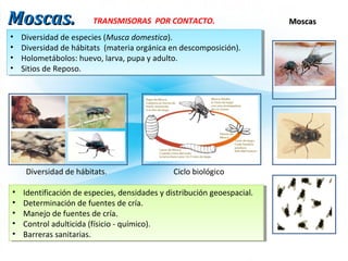 Moscas.Moscas.
• Diversidad de especies (Musca domestica).
• Diversidad de hábitats (materia orgánica en descomposición).
• Holometábolos: huevo, larva, pupa y adulto.
• Sitios de Reposo.
• Diversidad de especies (Musca domestica).
• Diversidad de hábitats (materia orgánica en descomposición).
• Holometábolos: huevo, larva, pupa y adulto.
• Sitios de Reposo.
• Identificación de especies, densidades y distribución geoespacial.
• Determinación de fuentes de cría.
• Manejo de fuentes de cría.
• Control adulticida (físicio - químico).
• Barreras sanitarias.
• Identificación de especies, densidades y distribución geoespacial.
• Determinación de fuentes de cría.
• Manejo de fuentes de cría.
• Control adulticida (físicio - químico).
• Barreras sanitarias.
MoscasMoscas
Ciclo biológicoDiversidad de hábitats.
TRANSMISORAS POR CONTACTO.
 