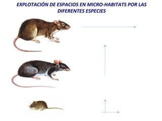EXPLOTACIÓN DE ESPACIOS EN MICRO-HABITATS POR LAS
DIFERENTES ESPECIES
 