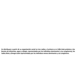 Se distribuyen a partir de su organización social en tres radios, el primero es el Alfa (más próximo a las
fuentes de alimentos, agua y refugio, representados por los individuos dominantes y sus congéneres), los
radios Beta y Omega están representados por los individuos menos dominantes y sus congéneres.
 