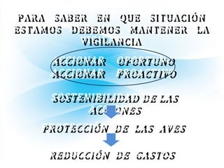 PARA SABER EN QUE SITUACIÓNPARA SABER EN QUE SITUACIÓN
ESTAMOS DEBEMOS MANTENER LAESTAMOS DEBEMOS MANTENER LA
VIGILANCIAVIGILANCIA
ACCIONAR OPORTUNOACCIONAR OPORTUNO
REDUCCIÓN DE GASTOSREDUCCIÓN DE GASTOS
ACCIONAR PROACTIVOACCIONAR PROACTIVO
SOSTENIBILIDAD DE LASSOSTENIBILIDAD DE LAS
ACCIONESACCIONES
PROTECCIÓN DE LAS AVESPROTECCIÓN DE LAS AVES
 