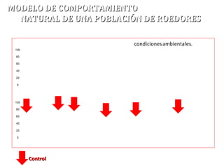 condicionesambientales.
100
80
60
40
20
0
100
80
60
40
20
0
MODELO DE COMPORTAMIENTOMODELO DE COMPORTAMIENTO
NATURAL DE UNA POBLACIÓN DE ROEDORESNATURAL DE UNA POBLACIÓN DE ROEDORES
ControlControl
 