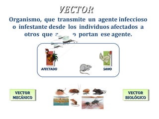 VECTORVECTOR
MECÁNICOMECÁNICO
VECTORVECTOR
MECÁNICOMECÁNICO
VECTORVECTOR
BIOLÓGICOBIOLÓGICO
VECTORVECTOR
BIOLÓGICOBIOLÓGICO
Organismo, que transmite un agente infeccioso
o infestante desde los individuos afectados a
otros que aún no portan ese agente.
VECTORVECTOR
AFECTADOAFECTADO SANOSANO
 
