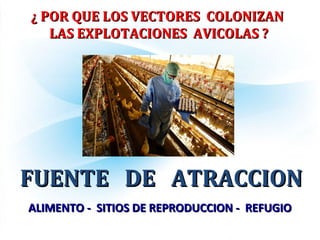 FUENTE DE ATRACCIONFUENTE DE ATRACCION
ALIMENTO - SITIOS DE REPRODUCCION - REFUGIOALIMENTO - SITIOS DE REPRODUCCION - REFUGIO
¿ POR QUE LOS VECTORES COLONIZAN¿ POR QUE LOS VECTORES COLONIZAN
LAS EXPLOTACIONES AVICOLAS ?LAS EXPLOTACIONES AVICOLAS ?
 