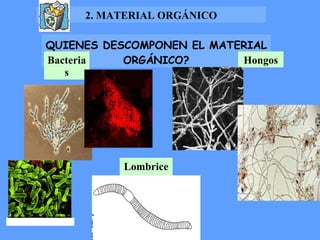 QUIENES DESCOMPONEN EL MATERIAL ORGÁNICO? Bacterias Hongos Lombrices 2. MATERIAL ORGÁNICO 
