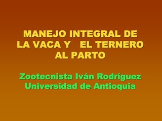 MANEJO INTEGRAL DE
LA VACA Y EL TERNERO
AL PARTO
Zootecnista Iván Rodríguez
Universidad de Antioquia
 