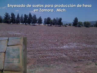 Enyesado de suelos la fertilidad del suelo fresa
   Diagnóstico de para producción de
             en Zamora , Mich.
 