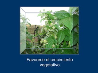 Favorece el crecimiento
      vegetativo
 