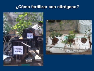 ¿Cómo fertilizar con nitrógeno?
 