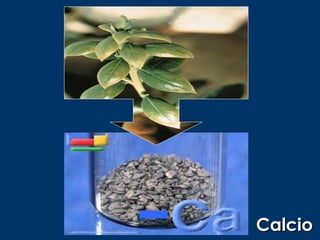 Calcio
 