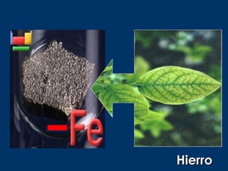 Hierro
 