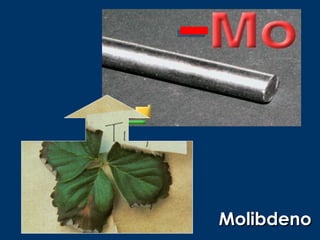 Molibdeno
 