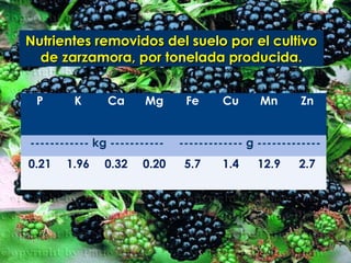 Nutrientes removidos del suelo por el cultivo
  de zarzamora, por tonelada producida.


 P      K      Ca      Mg      Fe     Cu      Mn      Zn


------------ kg -----------   ------------- g -------------
0.21   1.96    0.32   0.20     5.7    1.4     12.9    2.7
 