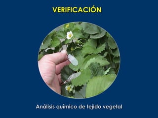 VERIFICACIÓN




Análisis químico de tejido vegetal
 