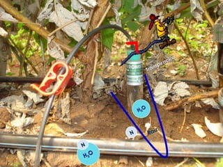 ión
                          ir ac
                      nsp
                  Tra




           H 2O



                    íz
       N          Ra

N

H 2O
 