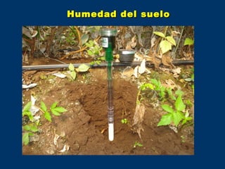 Humedad del suelo
 