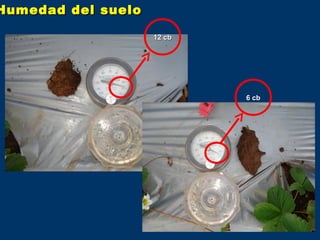 Humedad del suelo

                    12 cb




                            6 cb
 