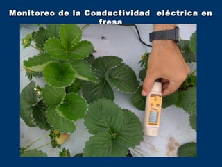 Monitoreo de la Conductividad eléctrica en
                   fresa
 