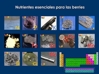Nutrientes esenciales para las berries
 