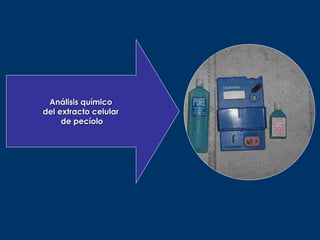 Análisis químico
del extracto celular
     de pecíolo
 