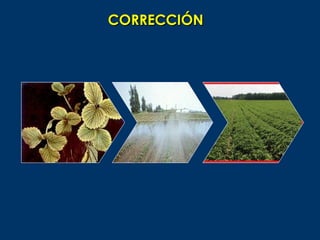 CORRECCIÓN
 