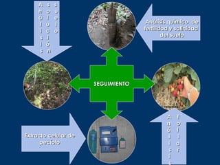 A   s   s
     n   o   u
     á   l   e
     l   u   l                       Análisis químico de
     i   c   o                      fertilidad y salinidad
     s   i                                  del suelo
     i   ó
     s   n




                      SEGUIMIENTO




                                             A f
                                             n o
                                             á l
Extracto celular de                          l i
      pecíolo                                i a
                                             s r
                                             i
                                             s
 