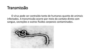 Transmissão
O vírus pode ser contraído tanto de humanos quanto de animais
infectados. A transmissão ocorre por meio do contato direto com
sangue, secreções e outros fluídos corporais contaminados.
 