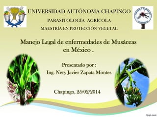 Manejo Legal de enfermedades de Musáceas
en México .
Presentado por :
Ing. Nery Javier Zapata Montes
UNIVERSIDAD AUTÓNOMA CHAPINGO
PARASITOLOGÍA AGRÍCOLA
MAESTRÍA EN PROTECCIÓN VEGETAL
Chapingo, 25/02/2014
 