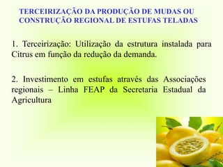 TERCEIRIZAÇÃO DA PRODUÇÃO DE MUDAS OU
CONSTRUÇÃO REGIONAL DE ESTUFAS TELADAS
1. Terceirização: Utilização da estrutura instalada para
Citrus em função da redução da demanda.
2. Investimento em estufas através das Associações
regionais – Linha FEAP da Secretaria Estadual da
Agricultura
 
