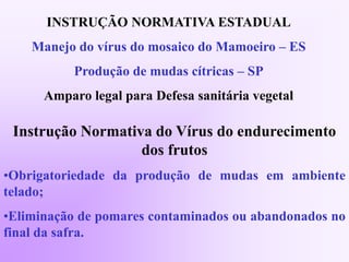 INSTRUÇÃO NORMATIVA ESTADUAL
Manejo do vírus do mosaico do Mamoeiro – ES
Produção de mudas cítricas – SP
Amparo legal para Defesa sanitária vegetal
Instrução Normativa do Vírus do endurecimento
dos frutos
•Obrigatoriedade da produção de mudas em ambiente
telado;
•Eliminação de pomares contaminados ou abandonados no
final da safra.
 