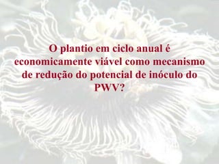 O plantio em ciclo anual é
economicamente viável como mecanismo
de redução do potencial de inóculo do
PWV?
 