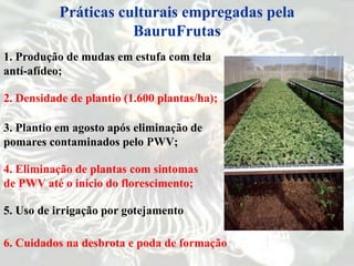 1. Produção de mudas em estufa com tela
antí-afídeo;
Práticas culturais empregadas pela
BauruFrutas
2. Densidade de plantio (1.600 plantas/ha);
3. Plantio em agosto após eliminação de
pomares contaminados pelo PWV;
4. Eliminação de plantas com sintomas
de PWV até o início do florescimento;
5. Uso de irrigação por gotejamento
6. Cuidados na desbrota e poda de formação
 