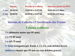 Plantio Período de Colheita Sintomas iniciais de PWV
1o ano 04/10/04 18/03/05 a 11/07/05 26/01/05 (113 dias)
2o ano 20/08/05 06/02/06 a 19/07/06 04/01/06 (135 dias)
Sistema de Colheita e Classificação dos Frutos
5 classes (calibres)
3A (diâmetro maior que 85 mm),
2A (75-85 mm)
1A (65-75 mm)
2a linha (composto por frutos 1, 2 e 3A, com defeitos leves)
indústria (menor que 55 mm ou com defeitos graves)
 