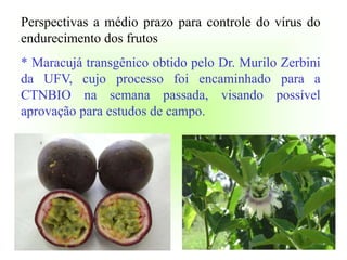 Perspectivas a médio prazo para controle do vírus do
endurecimento dos frutos
* Maracujá transgênico obtido pelo Dr. Murilo Zerbini
da UFV, cujo processo foi encaminhado para a
CTNBIO na semana passada, visando possível
aprovação para estudos de campo.
 