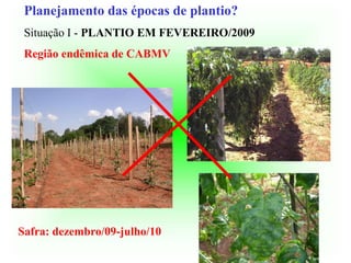 Planejamento das épocas de plantio?
Situação I - PLANTIO EM FEVEREIRO/2009
Região endêmica de CABMV
Safra: dezembro/09-julho/10
 