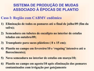 SISTEMA DE PRODUÇÃO DE MUDAS
ASSOCIADO À ÉPOCAS DE PLANTIO
Caso I: Região com CABMV endêmico
1) Eliminação de todos os pomares até o final de julho/09 (fim da
safra);
2) Semeadura em tubetes de eucalipto no interior de estufas
teladas em outubro/09;
3) Transplante para sacos plásticos ( 8 x 15 cm);
4) Plantio no campo em fevereiro/10 e ‘roguing’ intensivo até o
florescimento);
5) Nova semeadura no interior de estufas em março/10;
6) Plantio no campo em agosto/10 após eliminação dos pomares
contaminados com irrigação por gotejamento
 