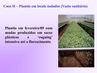 Caso II – Plantio em locais isolados (Vazio sanitário)
Plantio em fevereiro/09 com
mudas produzidas em sacos
plásticos e ‘roguing’
intensivo até o florescimento
 