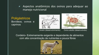 z Aspectos anatômicos dos ovinos para adequar ao
manejo nutricional
Poligástricos
Bovídeos, ovinos e
caprinos
Jovem (desenvolvimento)
Cordeiro- Extremamente exigente e dependente de alimentos
com alta concentração de nutrientes e pouca fibras
Ovino adulto (desenvolvido)
 