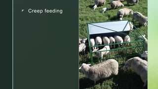 zz Creep feeding
 