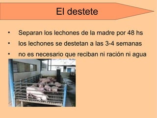 El destete Separan los lechones de la madre por 48 hs los lechones se destetan a las 3-4 semanas no es necesario que reciban ni ración ni agua El destete 