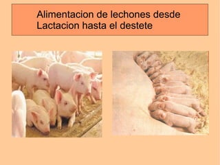 Alimentacion de lechones desde  Lactacion hasta el destete 