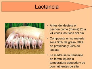 Antes del destete el Lechon come (mama) 20 a 24 veces las 24hs del dia Compuesta en su materia seca 35% de grasa, 30% de proteinas y 25% de lactosa La madre se lo transmite en forma liquida a temperatura adecuda y de con nutrientes de alta digestibilidad Lactancia 