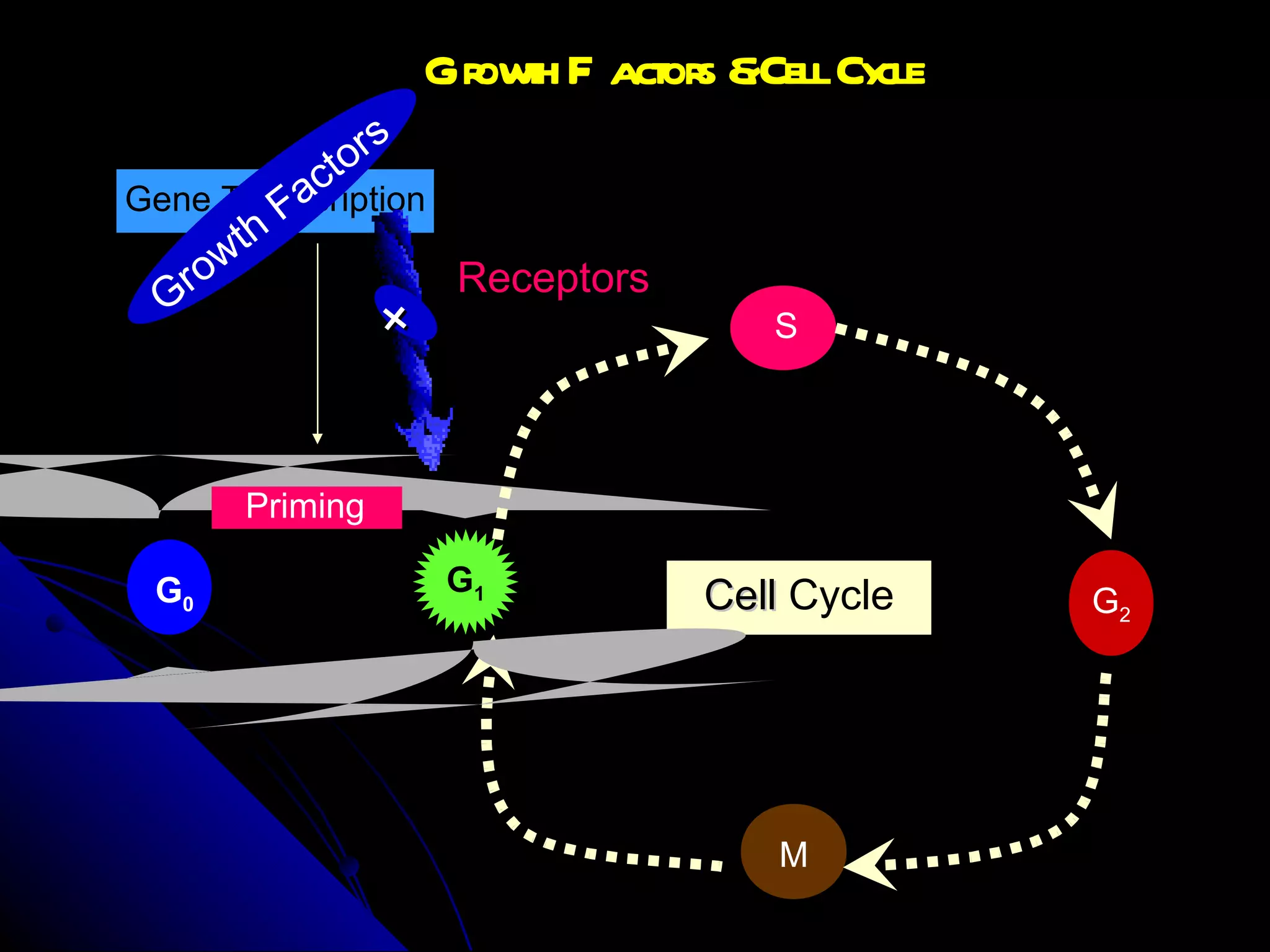 Growth Factors & Cell Cycle Receptors Gene   Transcription G 0 G 1 Priming S G 2 M Cell  Cycle Growth Factors + 