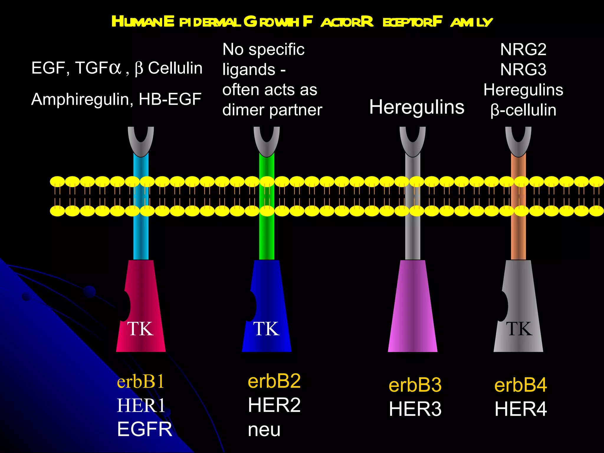 erbB1 HER1 EGFR erbB2 HER2 neu erbB3 HER3 erbB4 HER4 No specific  ligands -  often acts as  dimer partner Heregulins NRG2 NRG3 Heregulins β -cellulin EGF, TGF      Cellulin Amphiregulin, HB-EGF Human Epidermal Growth Factor Receptor Family   TK TK TK 