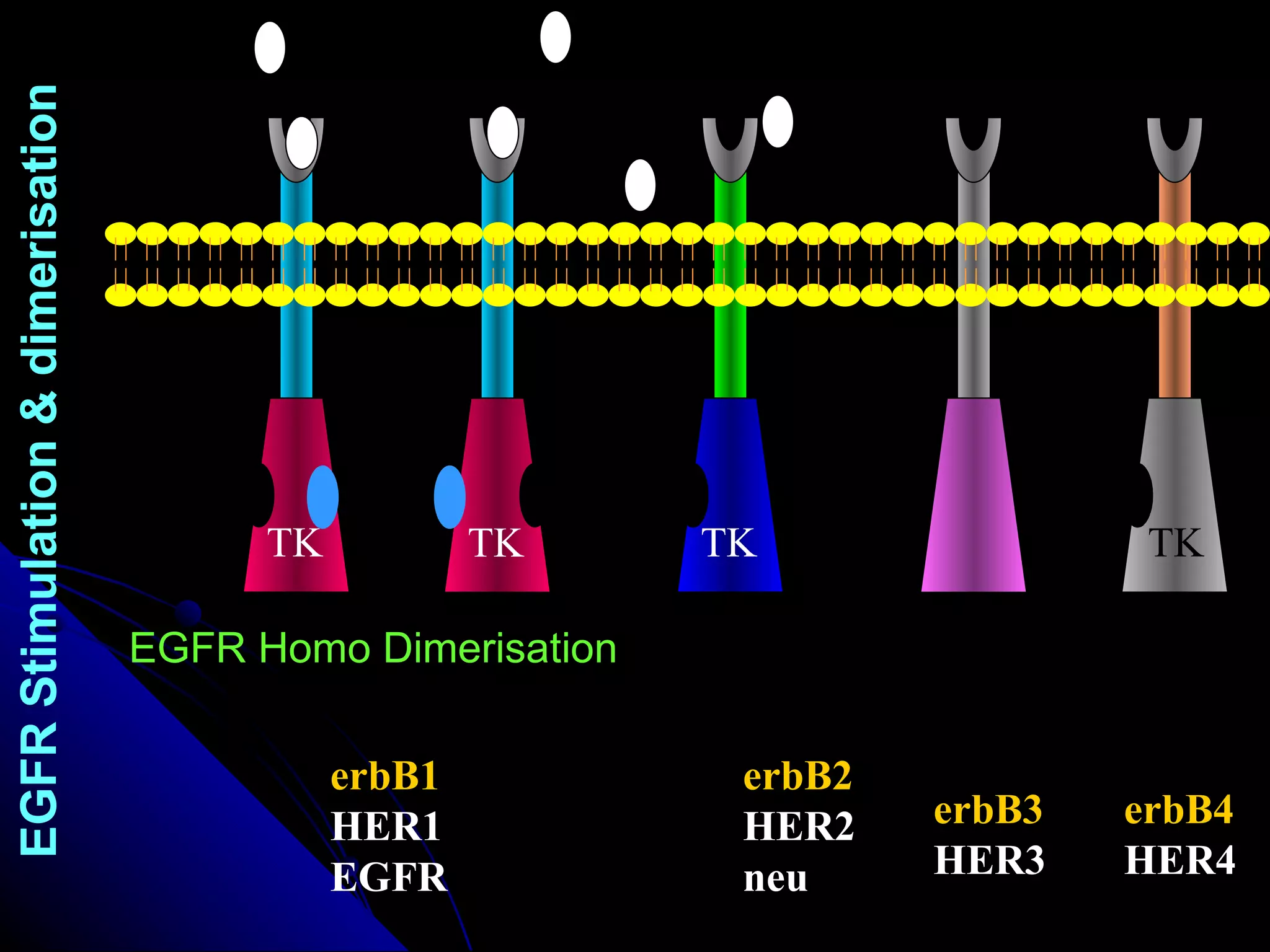 erbB1 HER1 EGFR erbB2 HER2 neu erbB3 HER3 erbB4 HER4 EGFR Homo Dimerisation EGFR Stimulation & dimerisation TK TK TK TK 