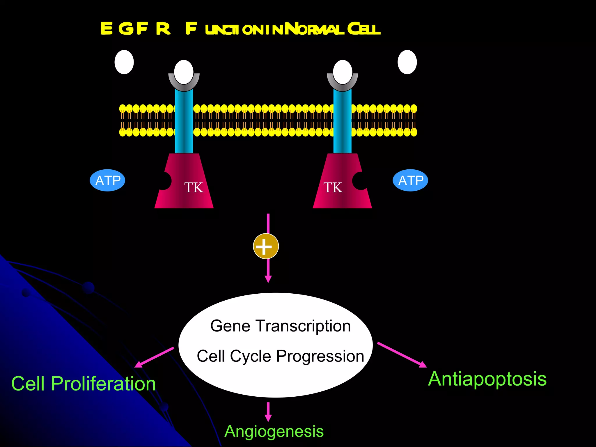 EGFR Function in Normal Cell Cell Proliferation Antiapoptosis Angiogenesis Gene Transcription Cell Cycle Progression TK TK ATP ATP + 